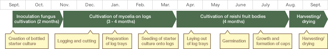 Sept. Oct. Nov. Jan. Feb. Mar. Apr. May June July Aug. Sept. Inoculation fungus cultivation (2 months) Cultivation of mycelia on logs (3 - 4 months) Cultivation of reishi fruit bodies (4 months) Harvesting/drying Creation of bottled starter culture Logging and cutting Preparation of log trays Seeding of starter culture onto logs Laying out of log trays Germination Growth and formation of caps Harvesting/drying