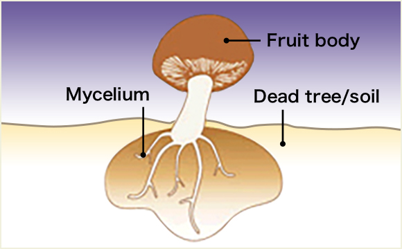 Mycelium Fruit body Dead tree/soil
