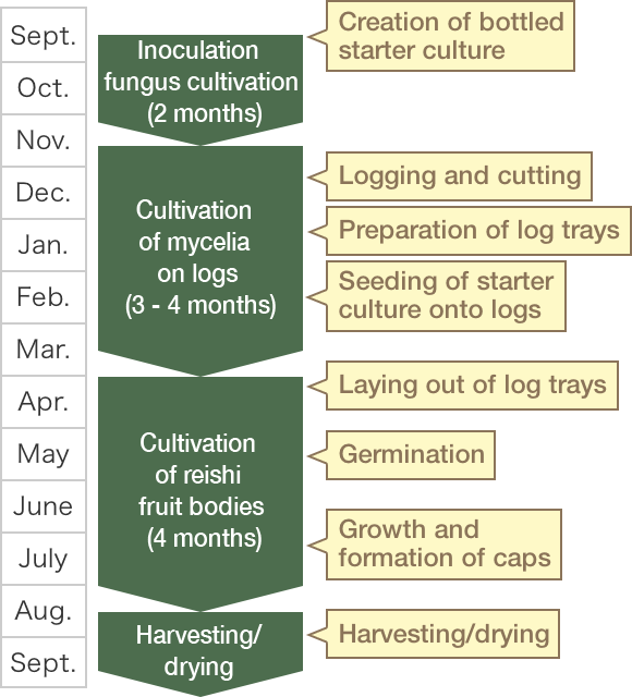 Sept. Oct. Nov. Jan. Feb. Mar. Apr. May June July Aug. Sept. Inoculation fungus cultivation (2 months) Cultivation of mycelia on logs (3 - 4 months) Cultivation of reishi fruit bodies (4 months) Harvesting/drying Creation of bottled starter culture Logging and cutting Preparation of log trays Seeding of starter culture onto logs Laying out of log trays Germination Growth and formation of caps Harvesting/drying