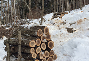 Nissan Reishi/Cultivation Of Nissan Reishi