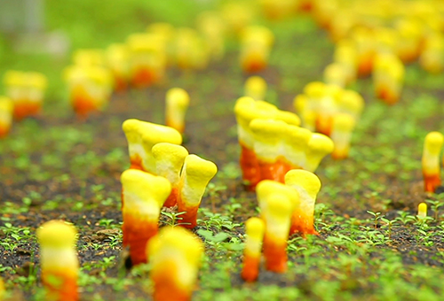 Nissan Reishi/Cultivation Of Nissan Reishi